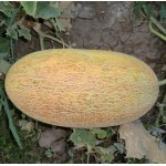 Фіона F1 250 насіння овальної дині тип П'єль де Сапо, Libra Seeds, Туреччина Фіона F1 250 насіння овальної дині тип П'єль де Сапо, Libra Seeds, Туреччина